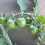 何者でもないわたしが野菜作りを始めた理由